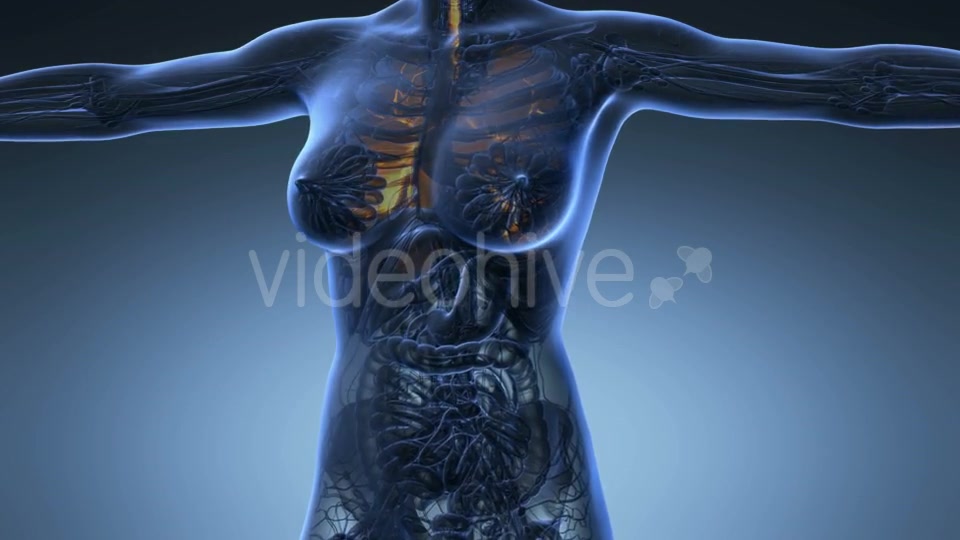 Human Body With Visible Lungs - Download Videohive 18010188