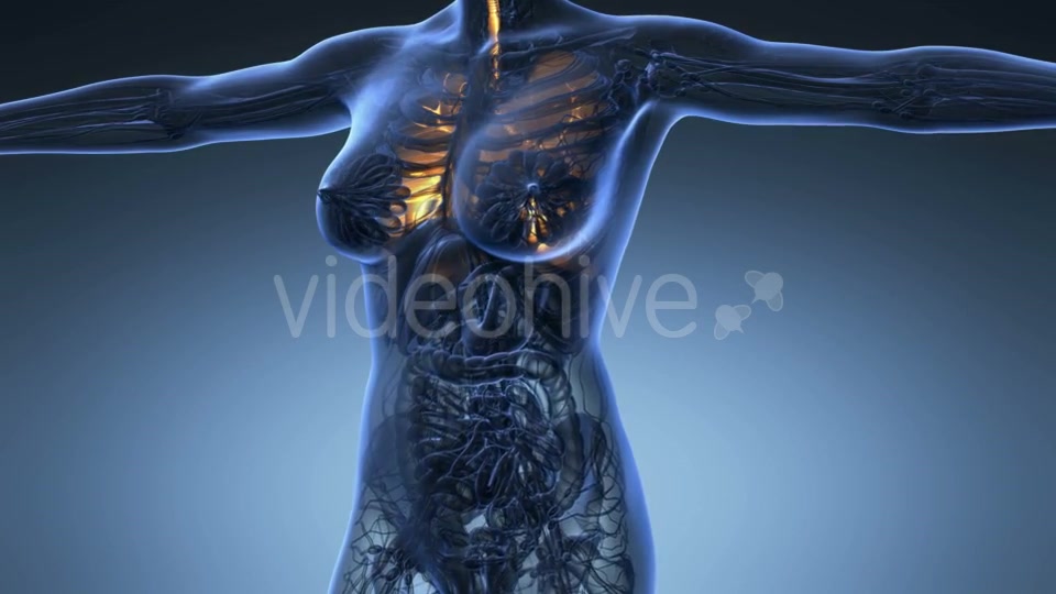 Human Body With Visible Lungs - Download Videohive 18010199