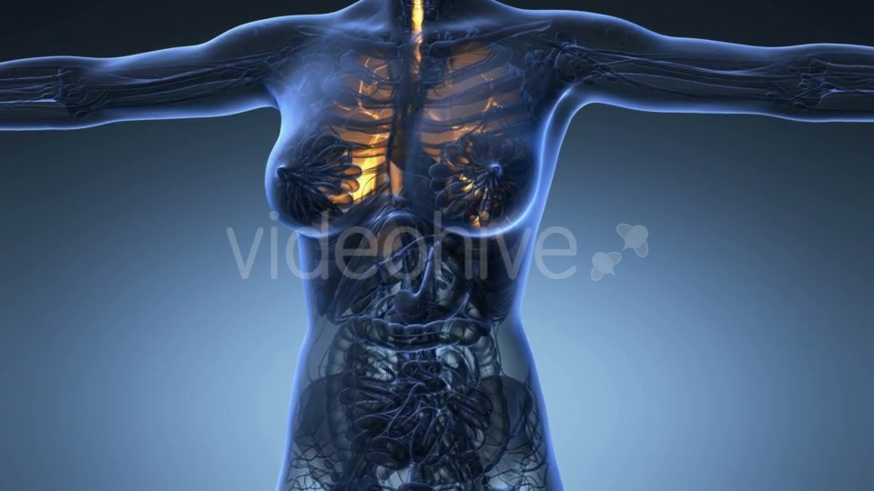 Human Body With Visible Lungs - Download Videohive 18010199