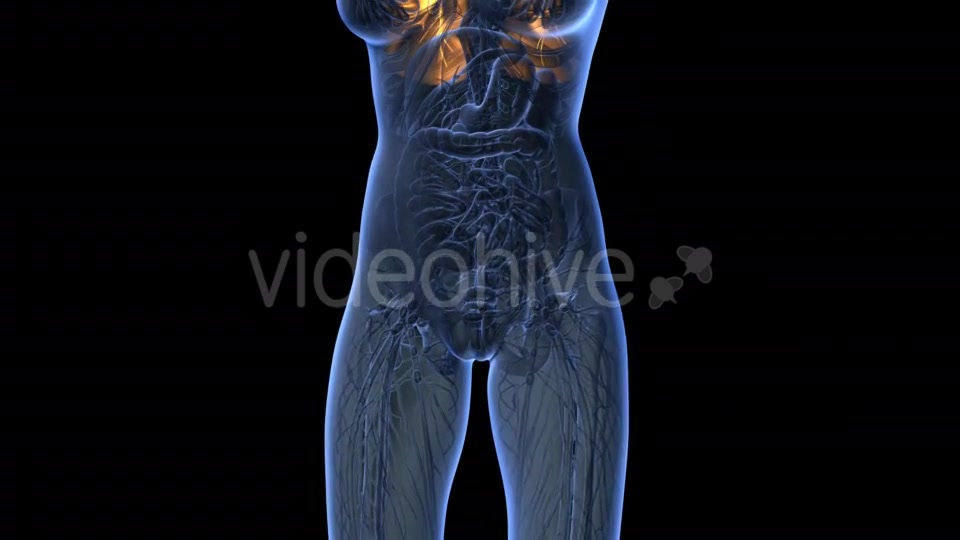 Human Body With Visible Lungs - Download Videohive 18012857