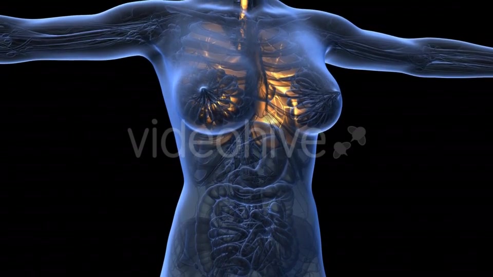 Human Body With Visible Lungs - Download Videohive 18012857