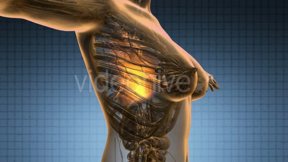 Human Body With Visible Lungs - Download Videohive 18482292