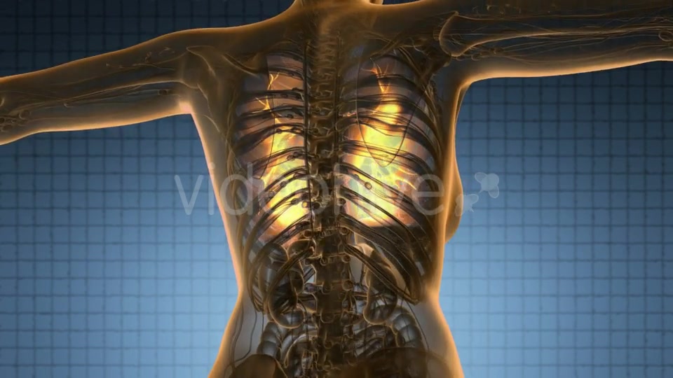Human Body With Visible Lungs - Download Videohive 18482292