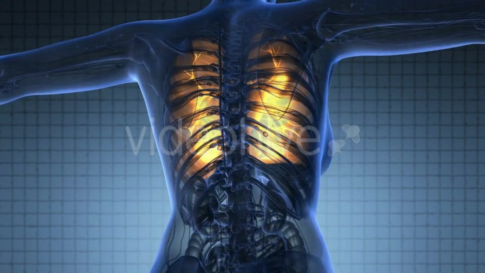 Human Body with Visible Lungs - Download Videohive 18953020