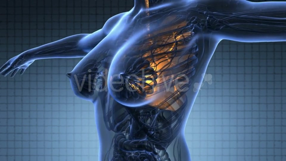 Human Body with Visible Lungs - Download Videohive 18953020