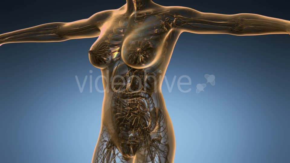 Human Body with Visible Lungs - Download Videohive 18967030