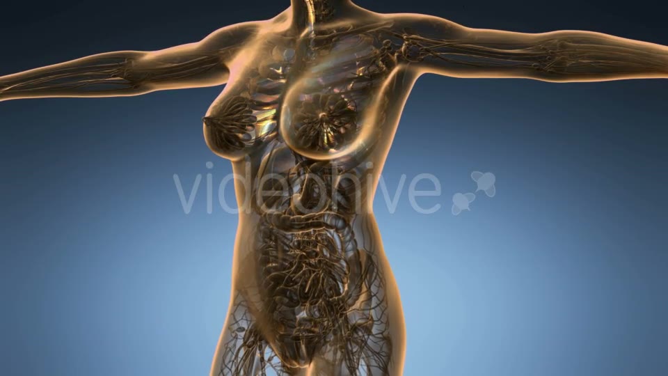 Human Body with Visible Lungs - Download Videohive 18967030