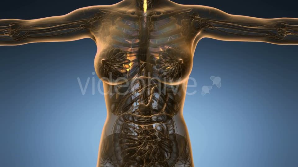 Human Body with Visible Lungs - Download Videohive 18967030