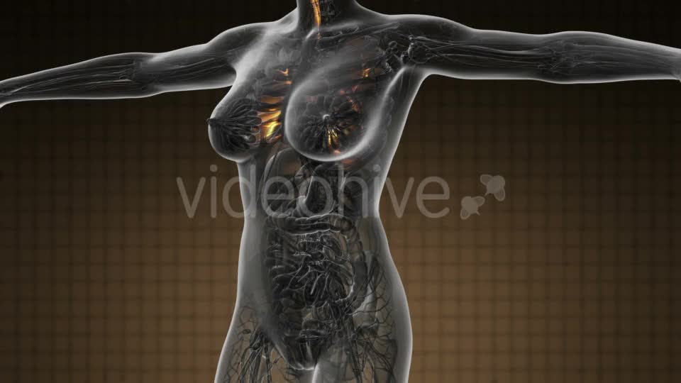 Human Body with Visible Lungs - Download Videohive 19109604