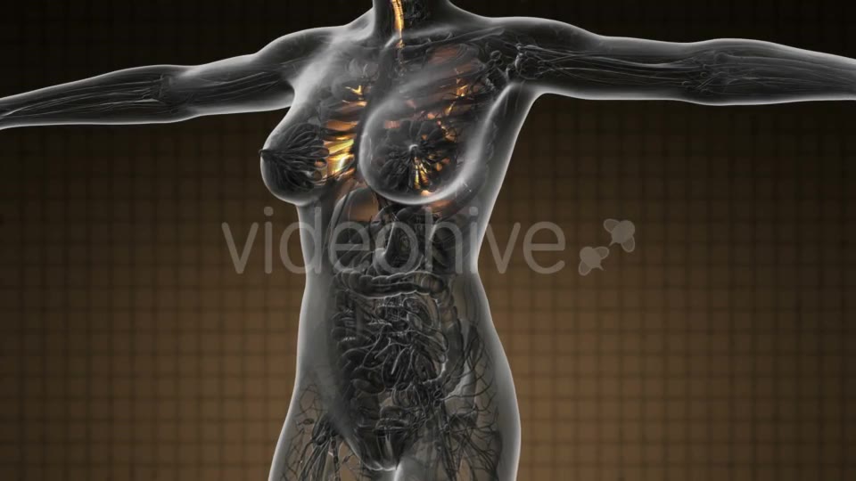 Human Body with Visible Lungs - Download Videohive 19109604