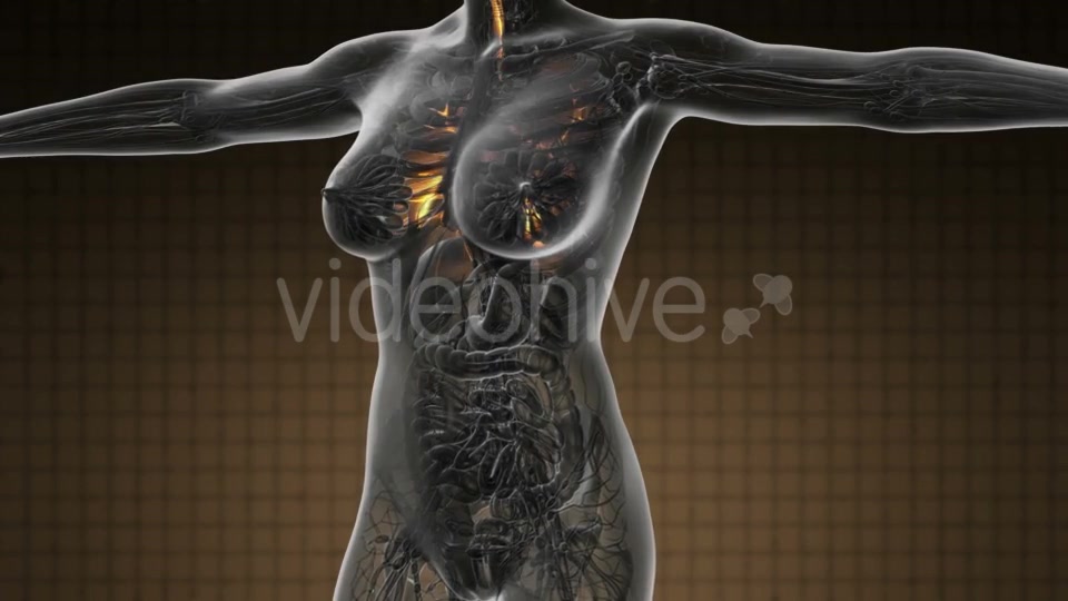 Human Body with Visible Lungs - Download Videohive 19109604