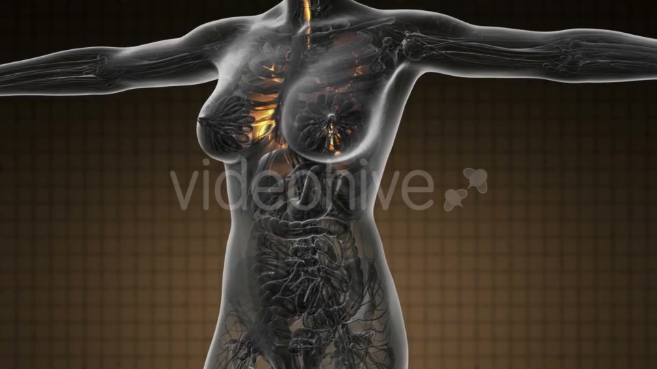 Human Body with Visible Lungs - Download Videohive 19109604