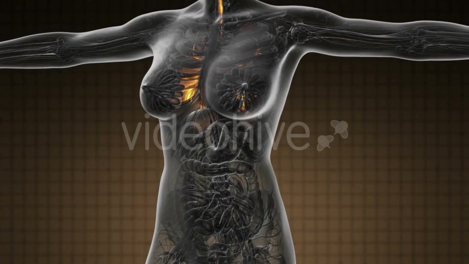 Human Body with Visible Lungs - Download Videohive 19109604