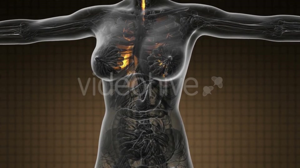 Human Body with Visible Lungs - Download Videohive 19109604