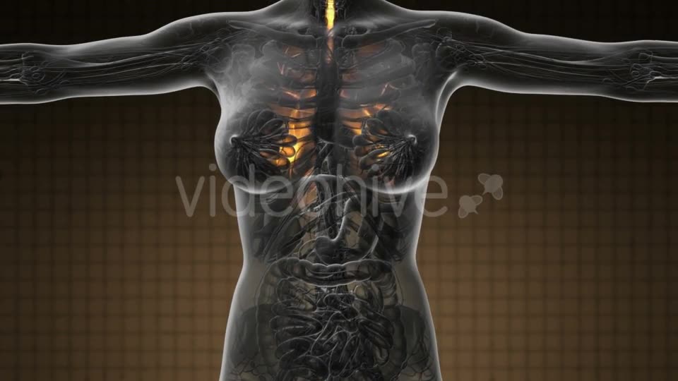 Human Body with Visible Lungs - Download Videohive 19109604