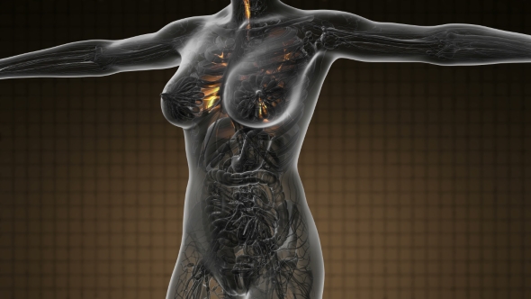 Human Body with Visible Lungs - Download Videohive 19109604