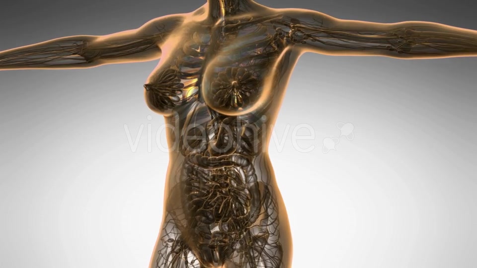 Human Body with Visible Lungs - Download Videohive 19109609