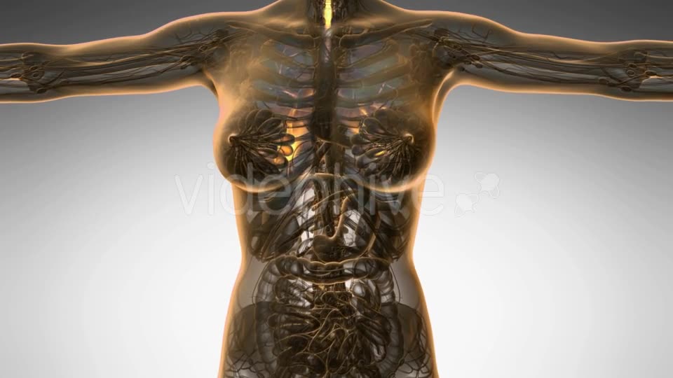 Human Body with Visible Lungs - Download Videohive 19109609