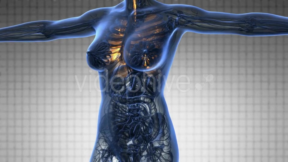 Human Body with Visible Lungs - Download Videohive 19340604