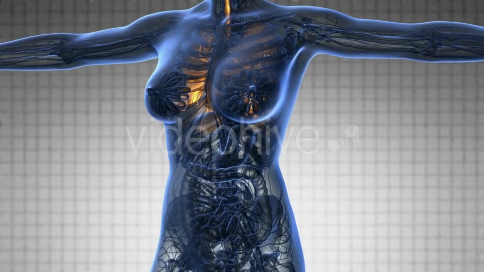 Human Body with Visible Lungs - Download Videohive 19340604