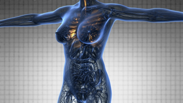 Human Body with Visible Lungs - Download Videohive 19340604