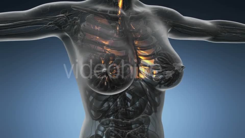 Human Body with Visible Lungs - Download Videohive 19351230