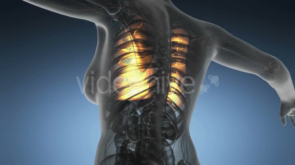 Human Body with Visible Lungs - Download Videohive 19351230
