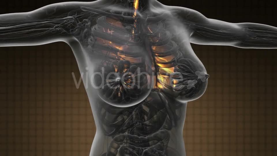 Human Body with Visible Lungs - Download Videohive 19369324