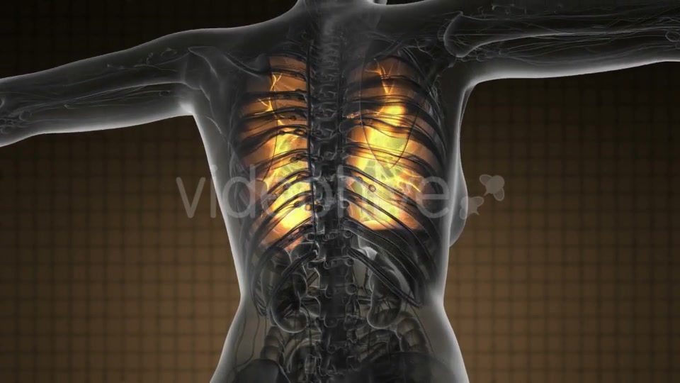 Human Body with Visible Lungs - Download Videohive 19369324
