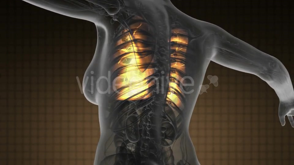 Human Body with Visible Lungs - Download Videohive 19369324