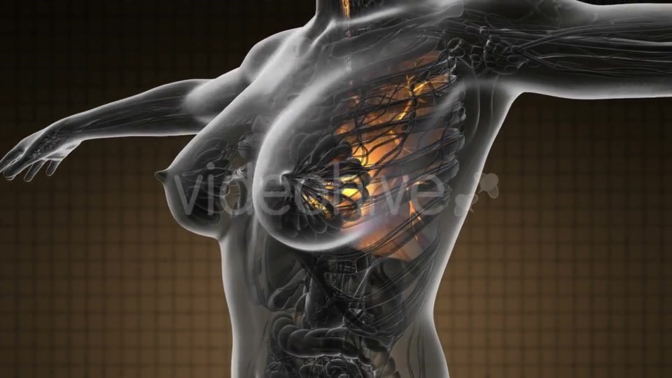 Human Body with Visible Lungs - Download Videohive 19369324