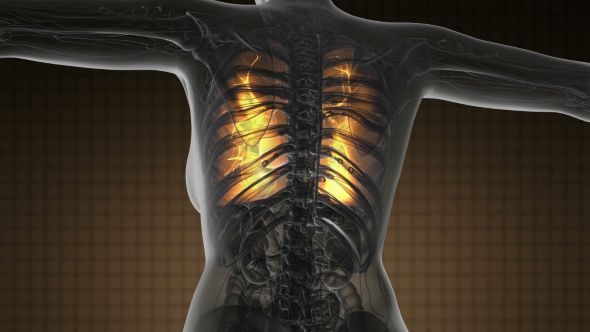 Human Body with Visible Lungs - Download Videohive 19369324