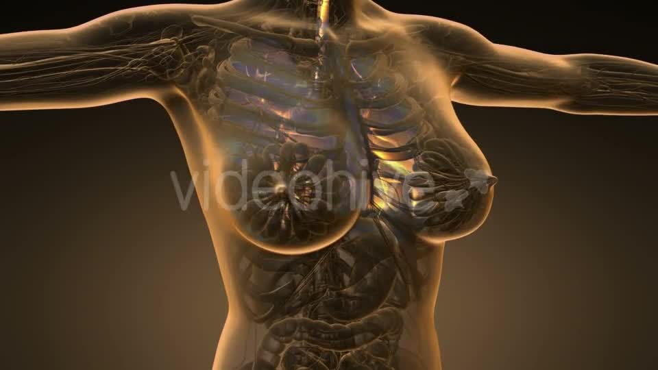 Human Body with Visible Lungs - Download Videohive 19453925