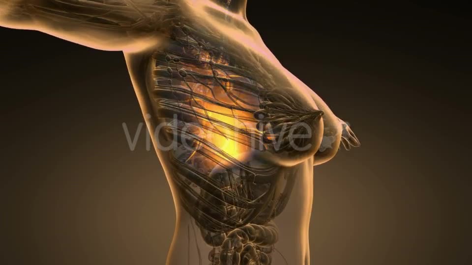 Human Body with Visible Lungs - Download Videohive 19453925