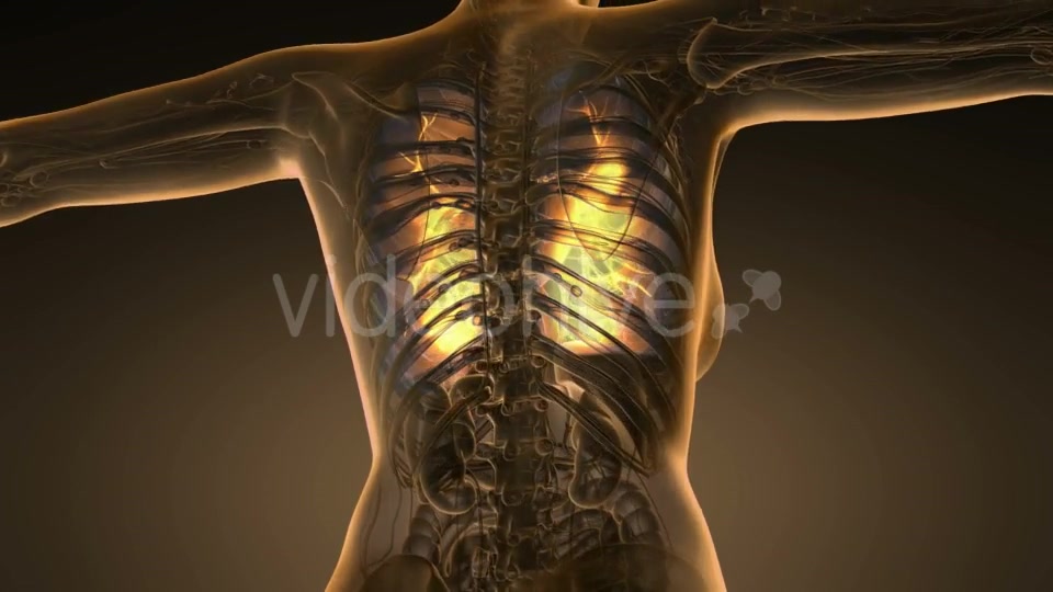 Human Body with Visible Lungs - Download Videohive 19453925