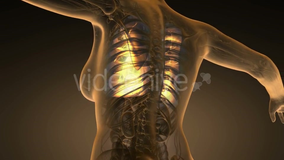 Human Body with Visible Lungs - Download Videohive 19453925