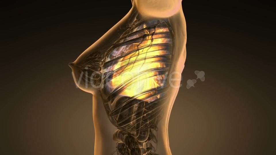 Human Body with Visible Lungs - Download Videohive 19453925