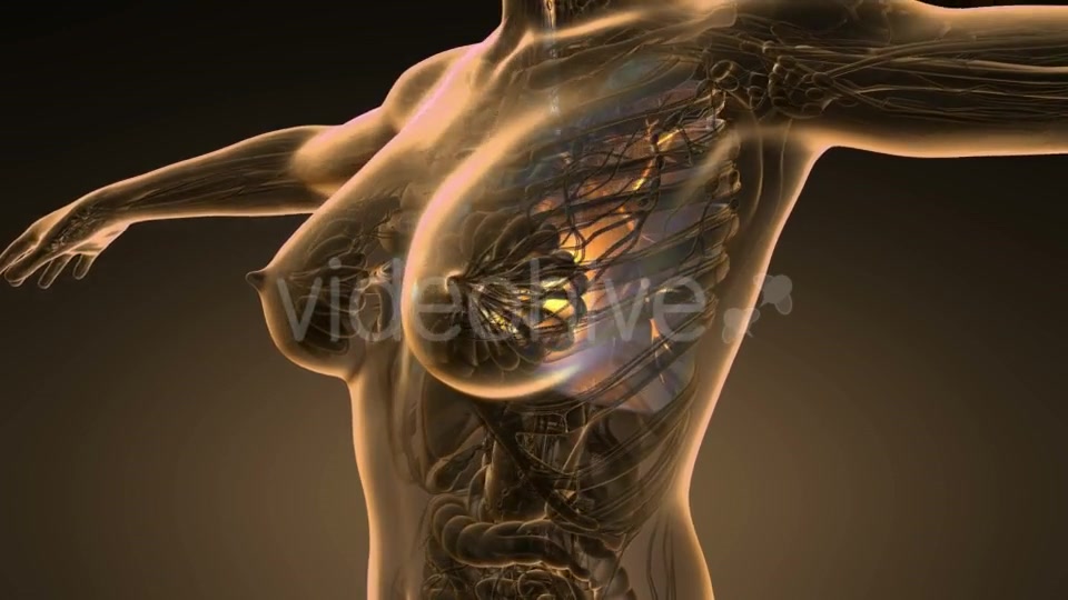 Human Body with Visible Lungs - Download Videohive 19453925