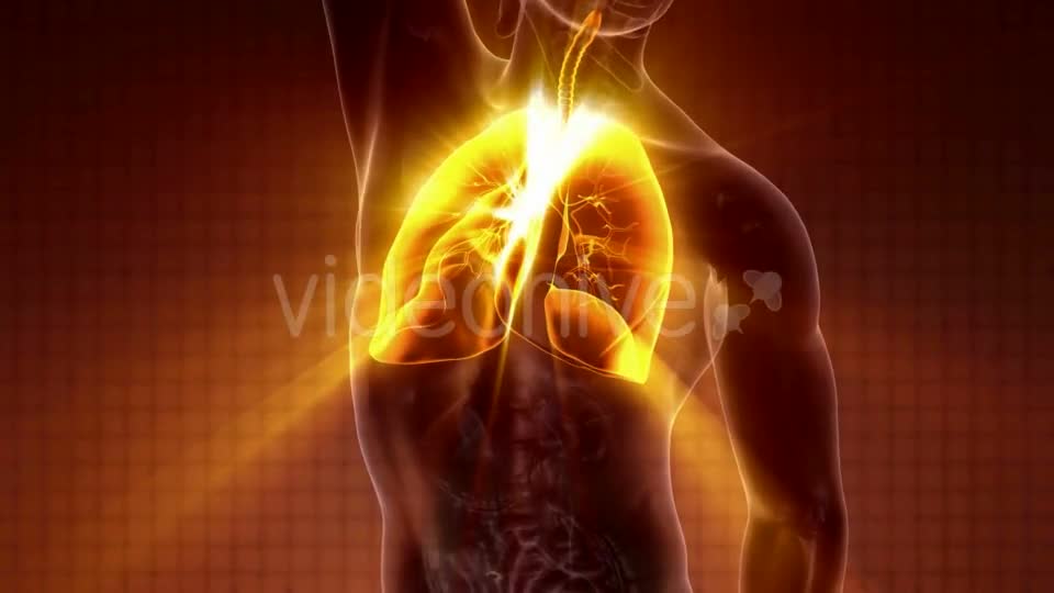 Human Body with Visible Lungs - Download Videohive 20010709