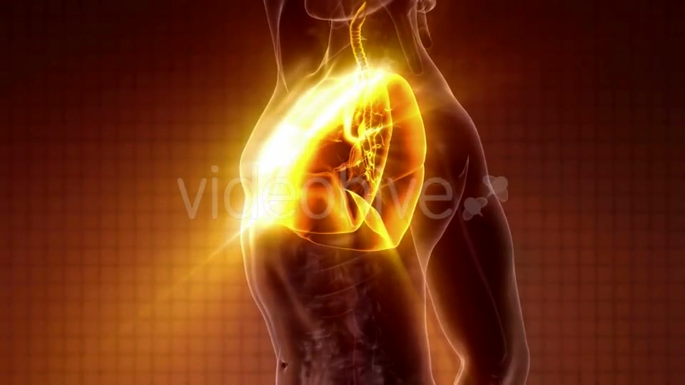 Human Body with Visible Lungs - Download Videohive 20010709