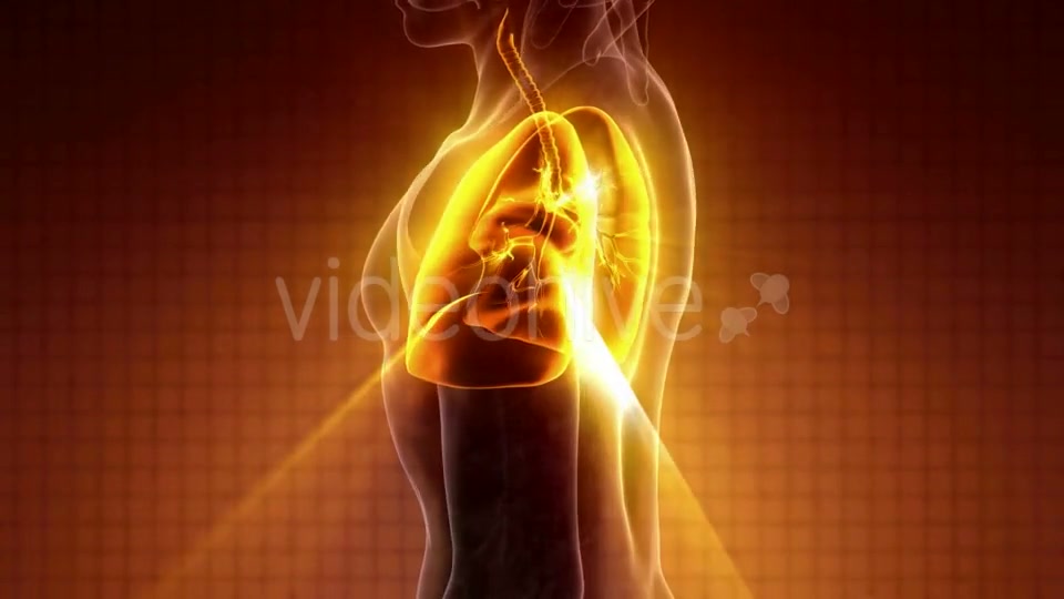 Human Body with Visible Lungs - Download Videohive 20010709