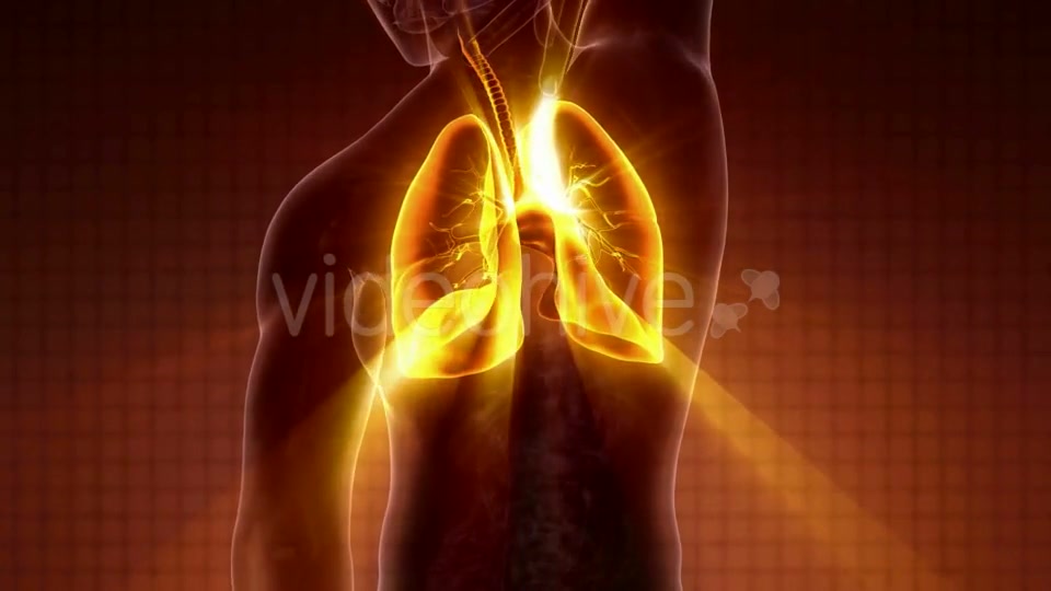 Human Body with Visible Lungs - Download Videohive 20010709