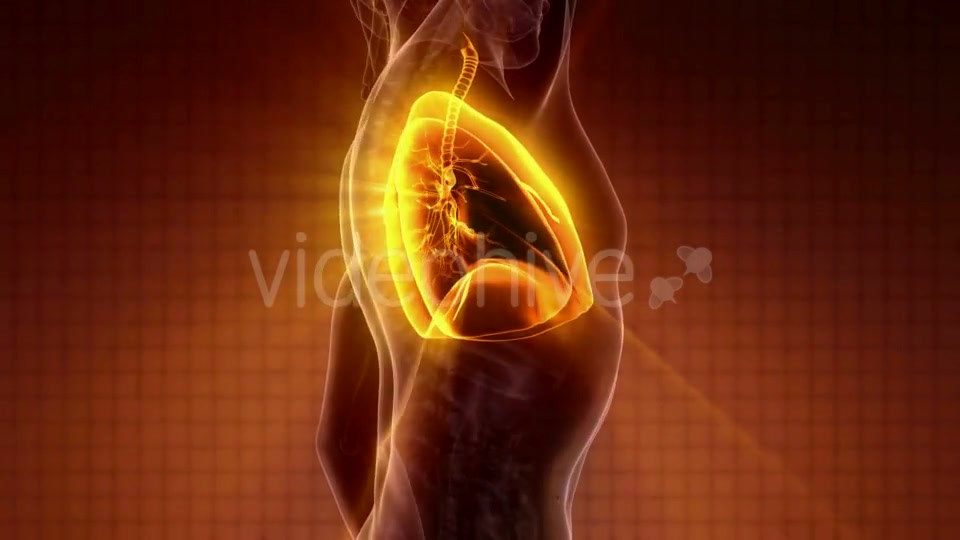 Human Body with Visible Lungs - Download Videohive 20010709