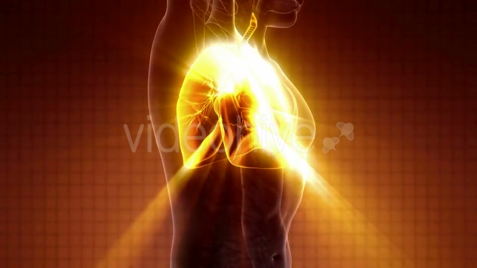Human Body with Visible Lungs - Download Videohive 20010709