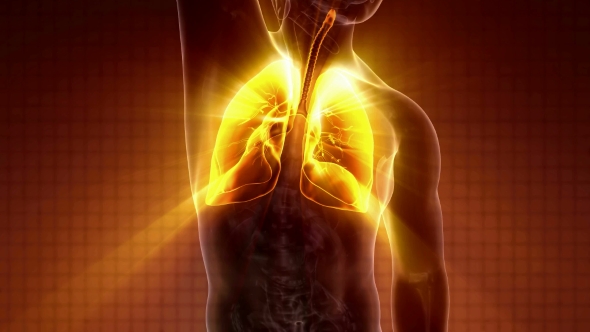 Human Body with Visible Lungs - Download Videohive 20010709