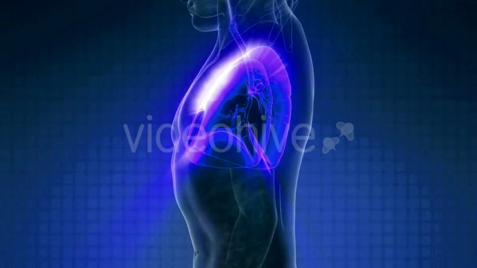 Human Body with Visible Lungs - Download Videohive 20010714