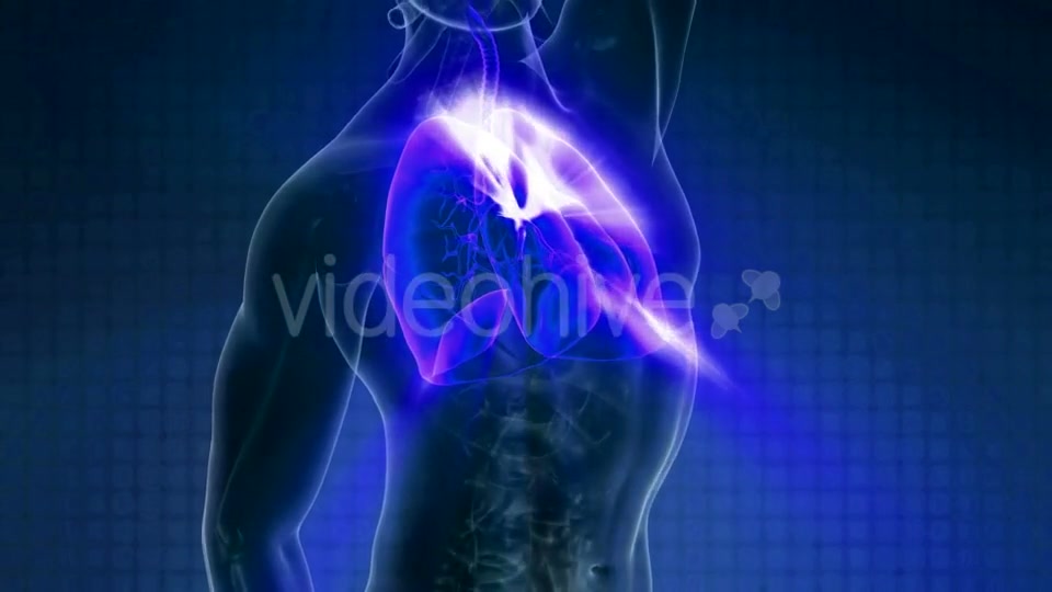 Human Body with Visible Lungs - Download Videohive 20010714