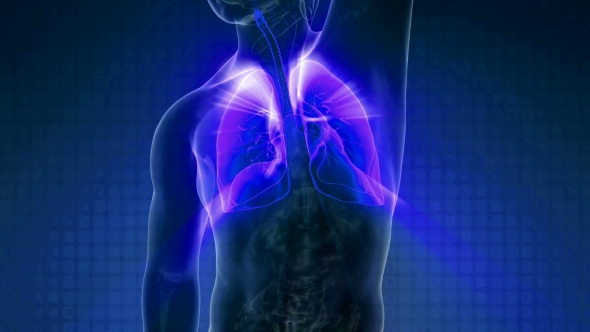 Human Body with Visible Lungs - Download Videohive 20010714