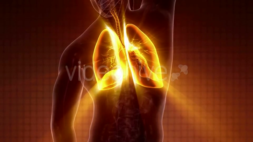 Human Body with Visible Lungs - Download Videohive 20119262