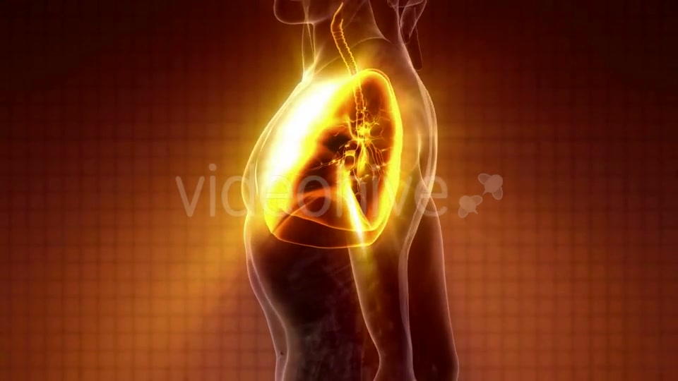 Human Body with Visible Lungs - Download Videohive 20119262